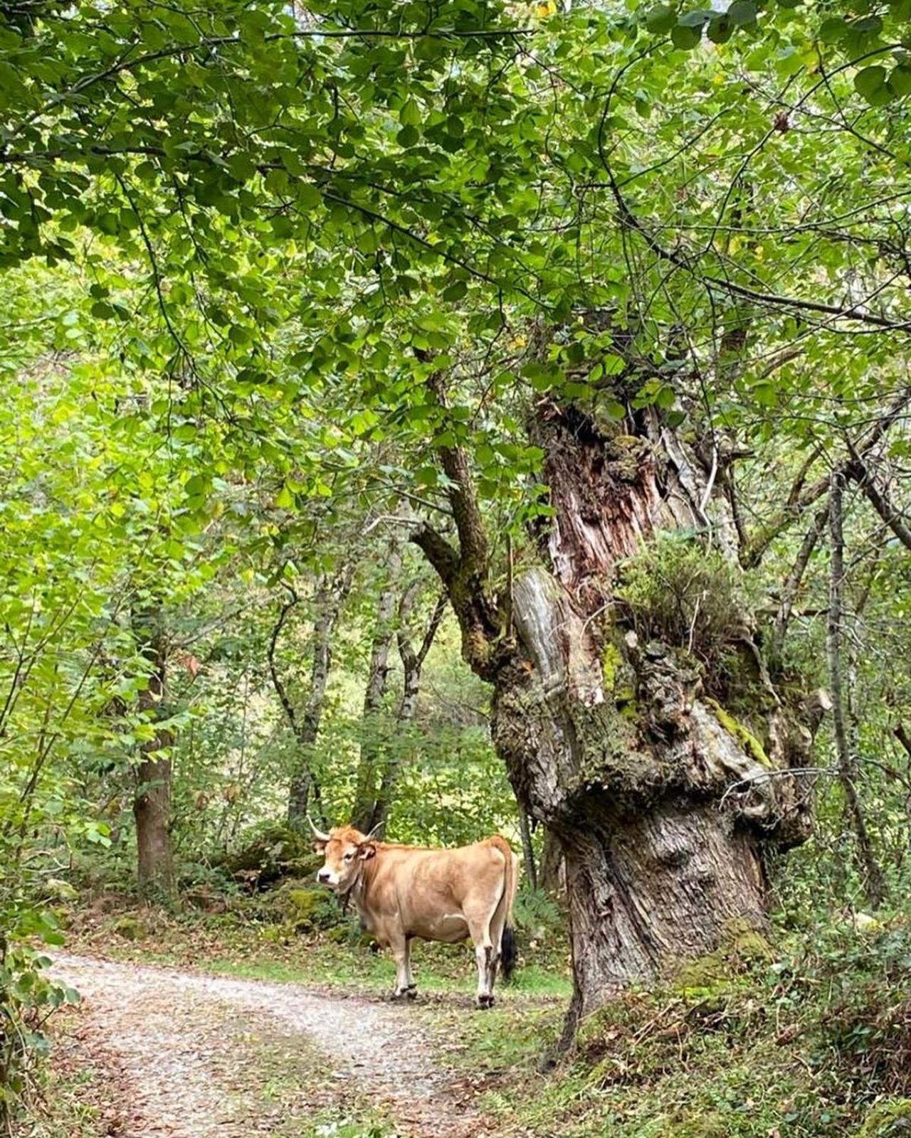 Casa Rural Espinareu La Villa المظهر الخارجي الصورة